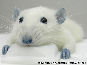 Rats injected with BBG not only regained their mobility but temporarily turned blue. 